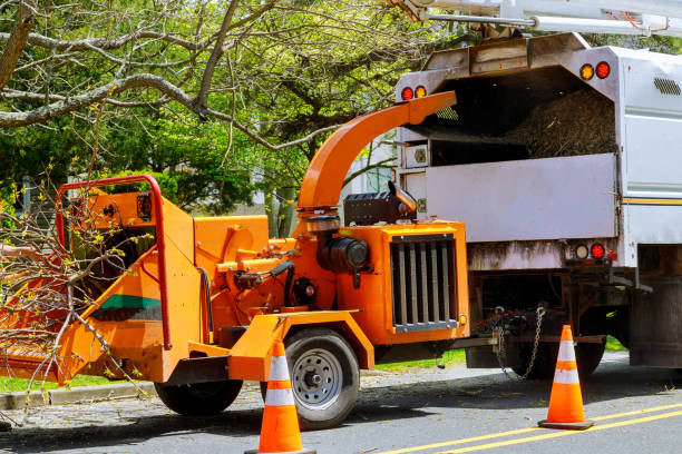 South Houston, TX Tree Services Company