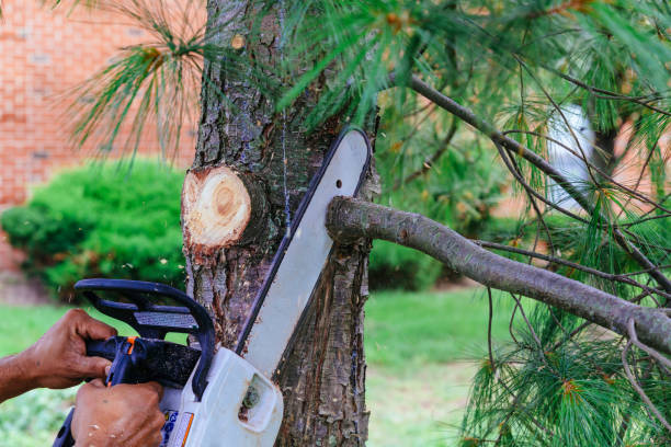 Best Fruit Tree Pruning  in South Houston, TX